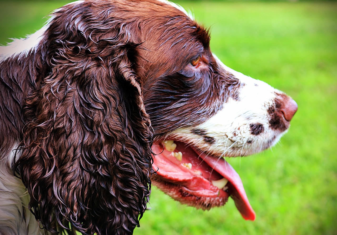 Understanding the Personality of the English Springer Spaniel